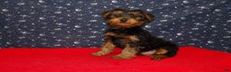 Yorkshire Terrier dogs for sale: Jacob - Ad 2