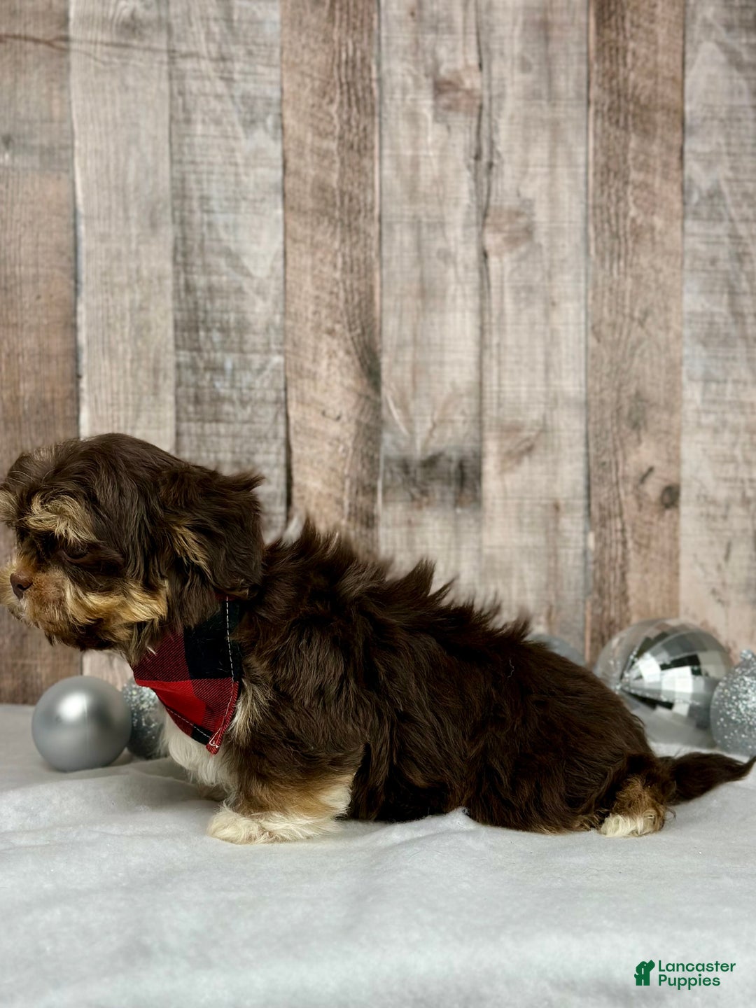 Mixed Breed dogs for sale: Girl Tinsel - 9230 - Ad 2