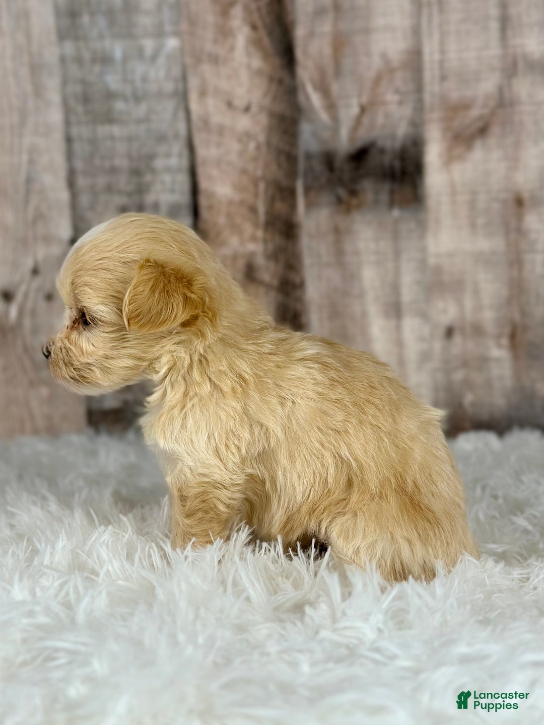 Maltipoo dogs for sale: Girl Nora - 0007 - Ad 4
