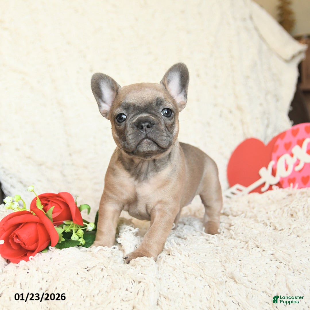 French Bulldog dogs for sale: Buttercup - Ad 3