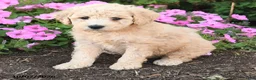 Mini Goldendoodle dogs for sale: Patches - Ad 4