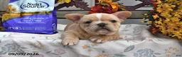 French Bulldog dogs for sale: Waffles - Ad 2