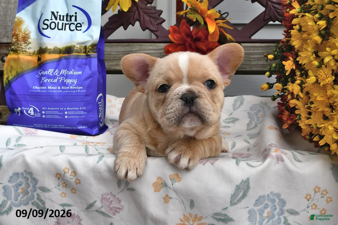 French Bulldog dogs for sale: Waffles - Ad 2