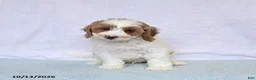 Cavapoo dogs for sale: Biscuit - Ad 6