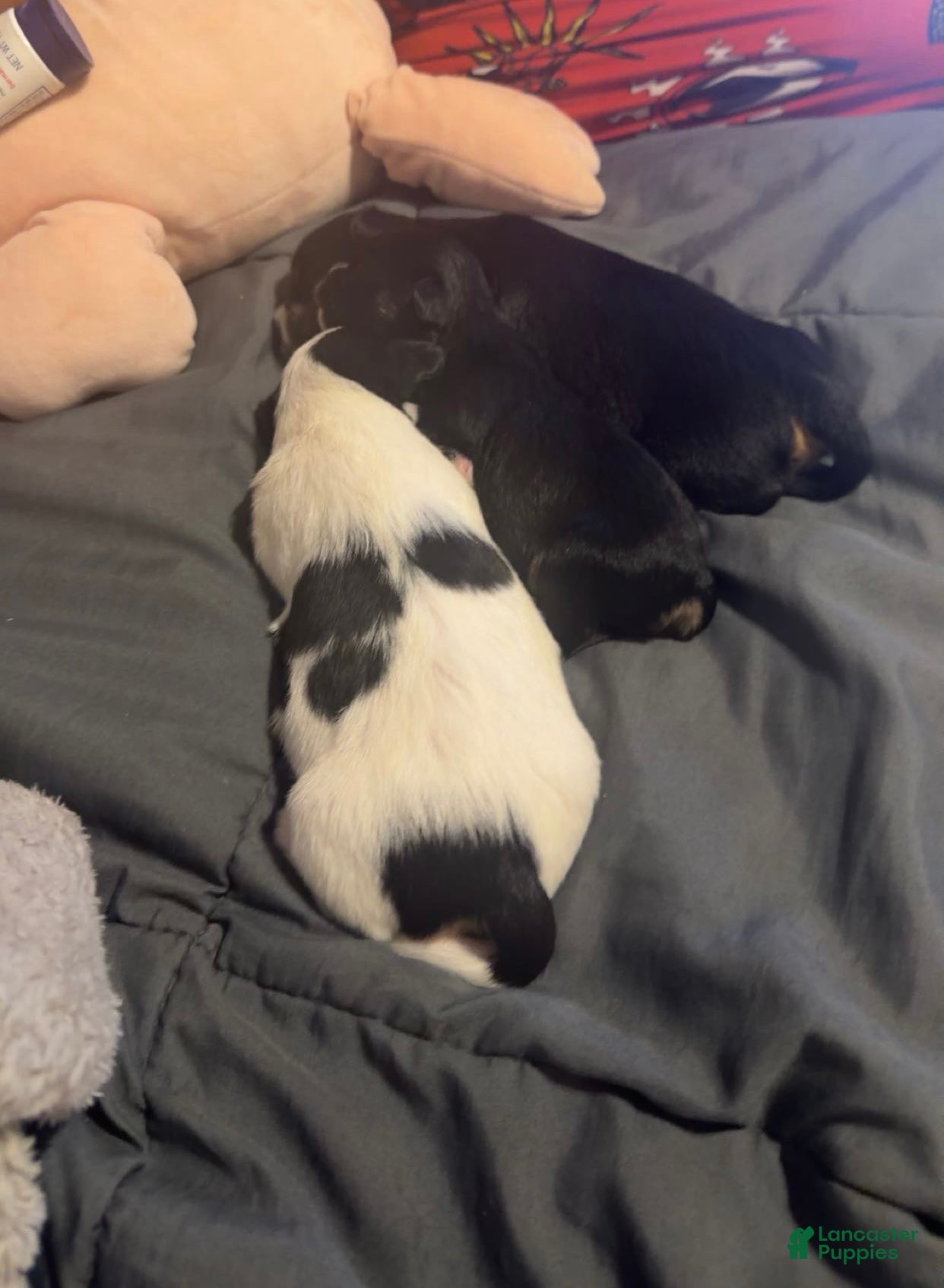 Shih Tzu dogs Shih Tzu 4 - Ad 28