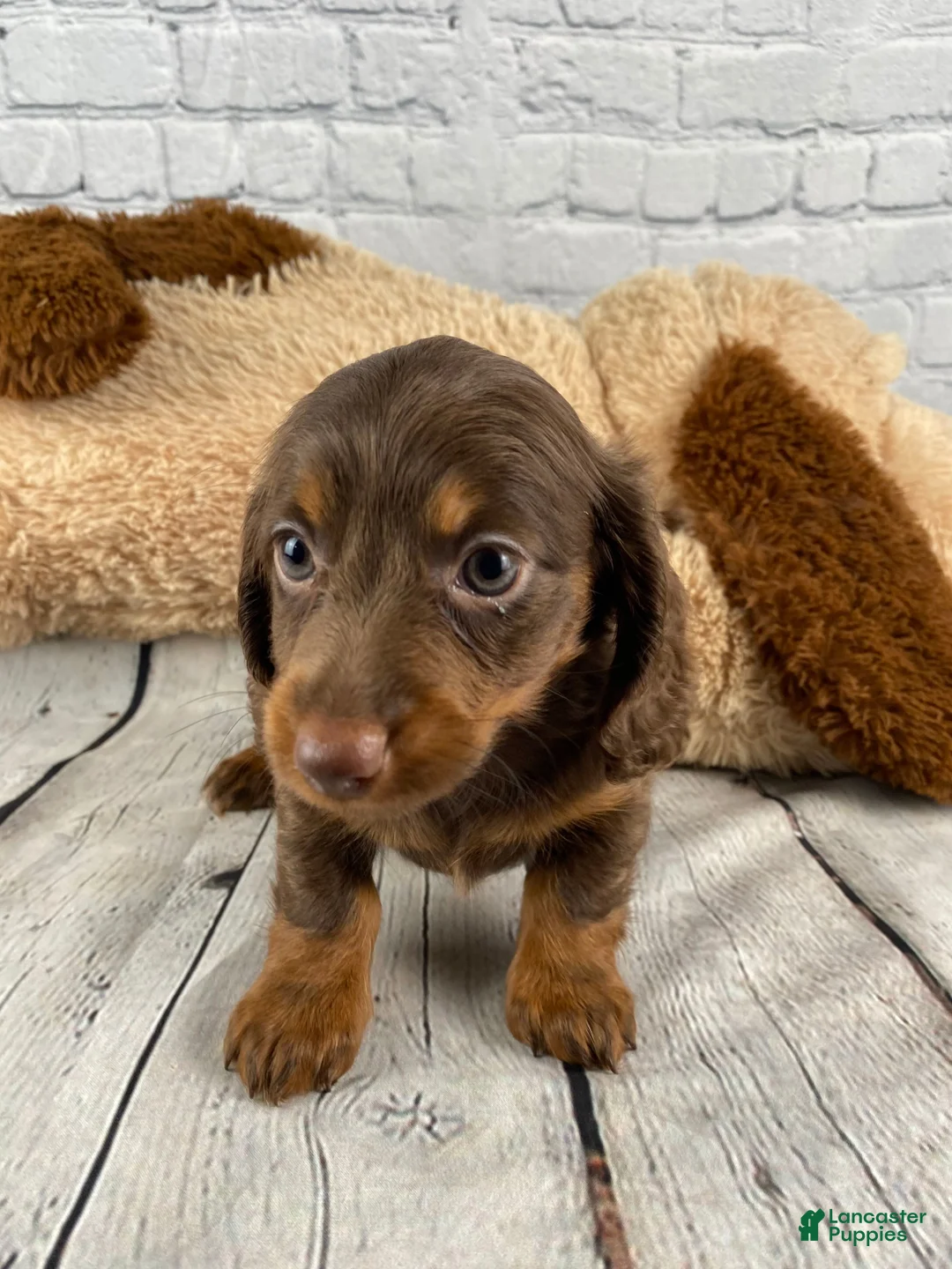 Miniature Dachshund dogs for sale: Molly - Ad 2