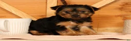 Yorkshire Terrier dogs for sale: Violet - Ad 9