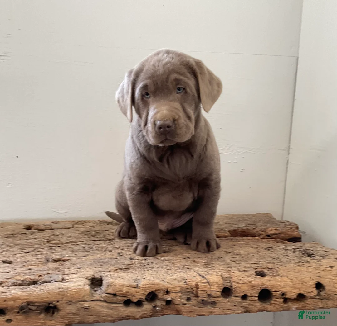 Labrador Retriever dogs for sale: Moonlight  - Ad 3
