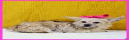 Mixed Breed dogs for sale: Emily - Ad 1