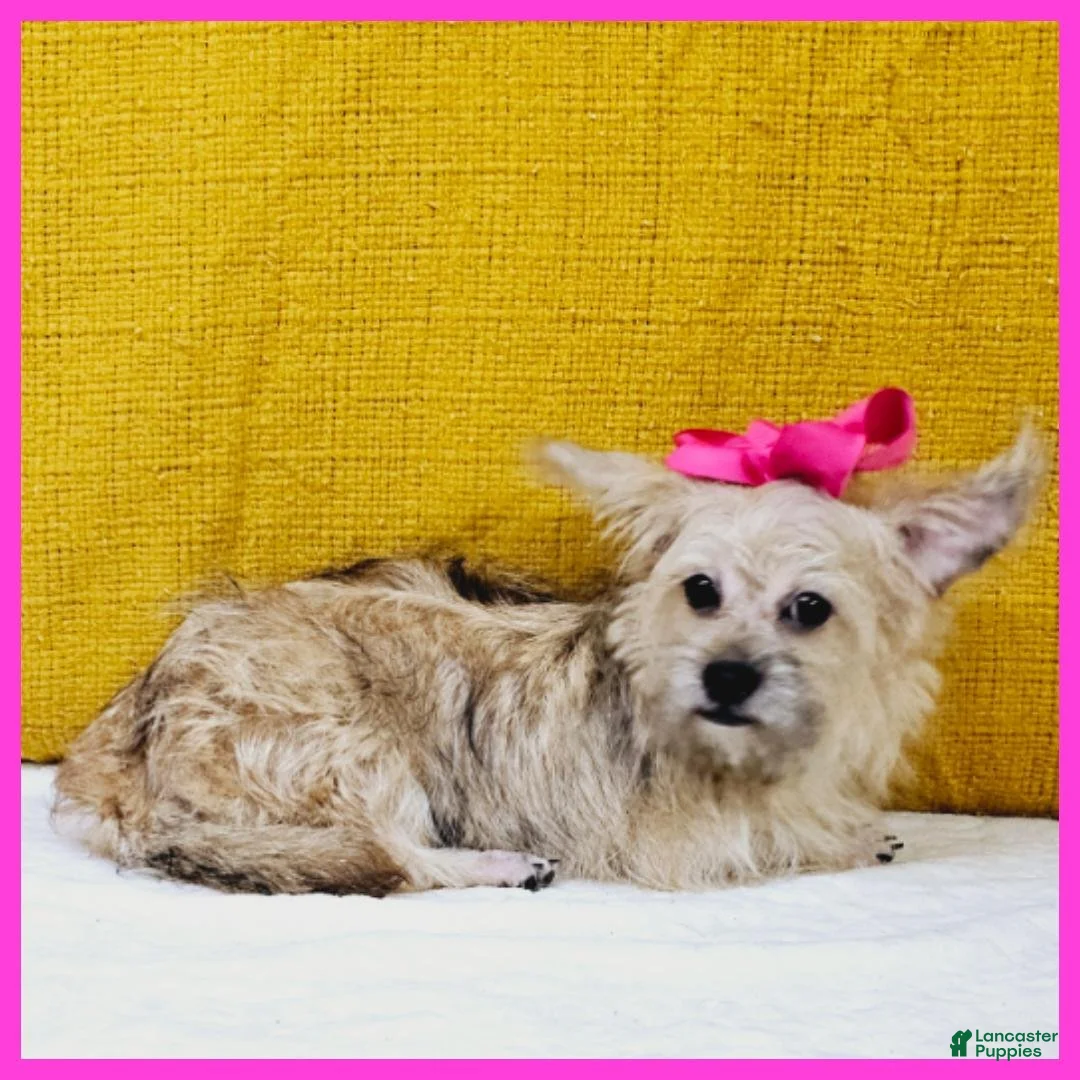 Mixed Breed dogs for sale: Emily - Ad 1
