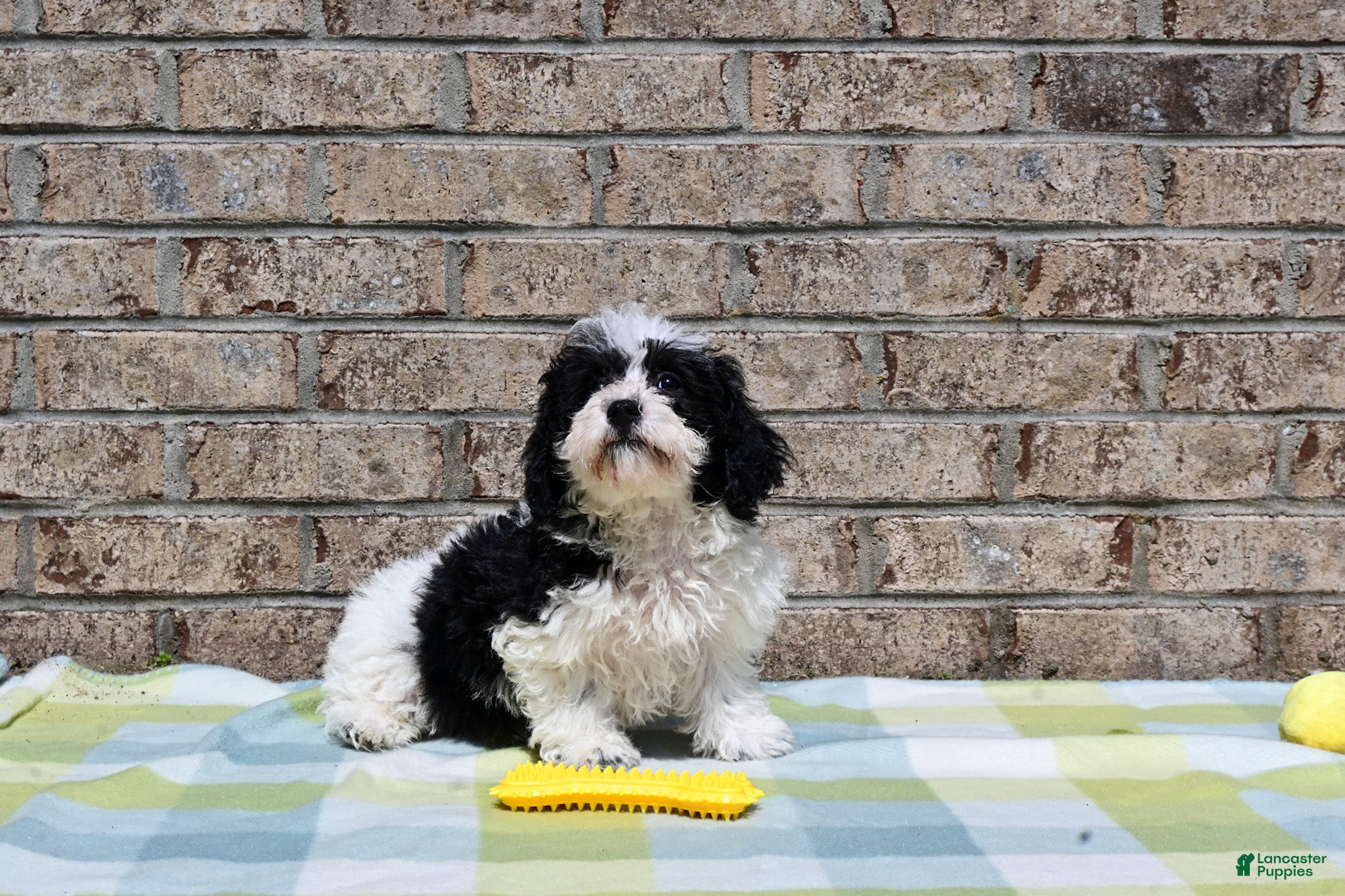 Havapoo dogs Havapoo Billy - Ad 2