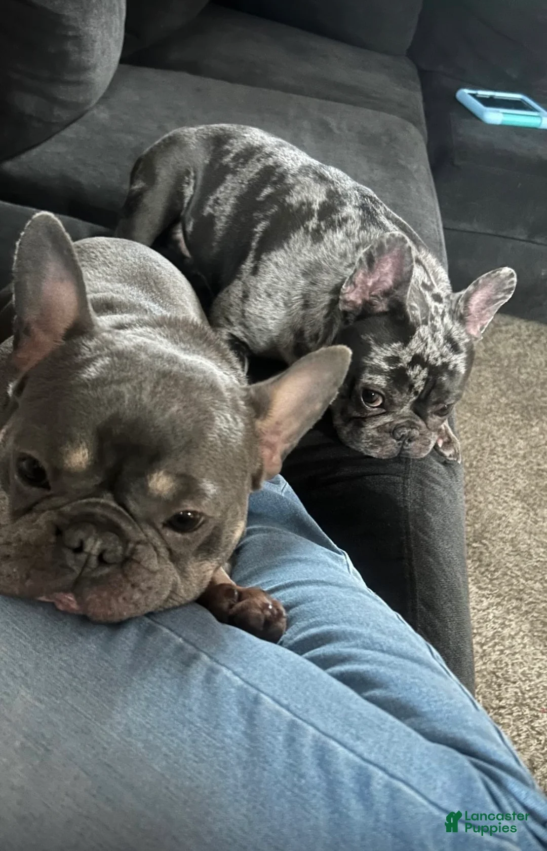 French Bulldog dogs for sale: Baby - Ad 11