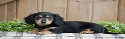Miniature Dachshund dogs for sale: Lillow  - Ad 4