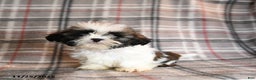 Shih Tzu dogs for sale: Congo - Ad 3