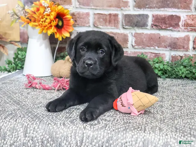 Labrador Retriever dogs for sale: Amber - Ad 2