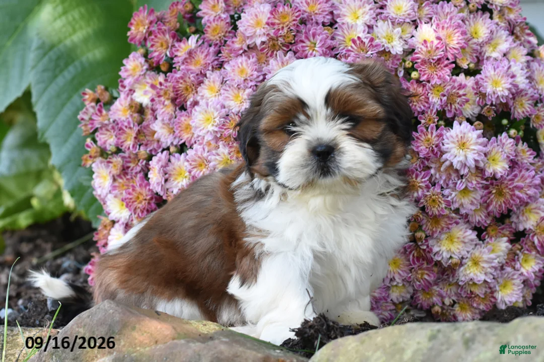Shih Tzu dogs for sale: Jack - Ad 1