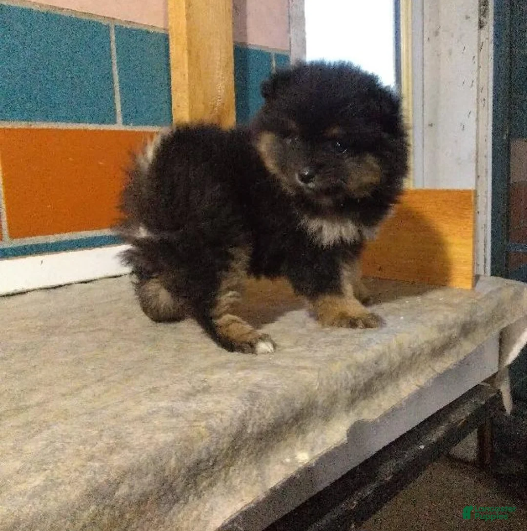 Pomeranian dogs for sale: Roxy  - Ad 2