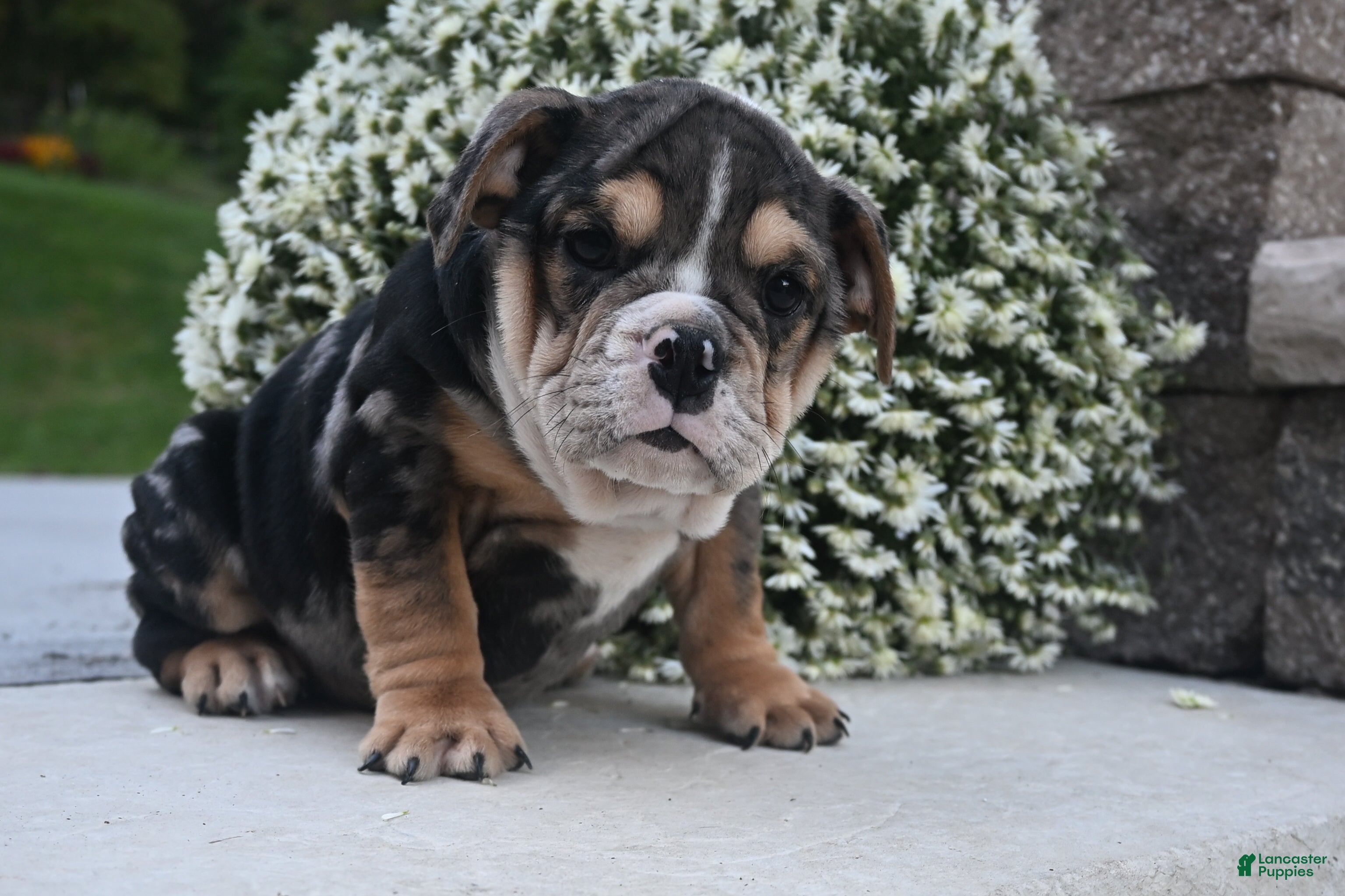 Mindy (Bulldog, Female) in Millersburg, OH