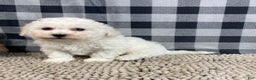 Bichon Frise dogs for sale: Bruce - Ad 4