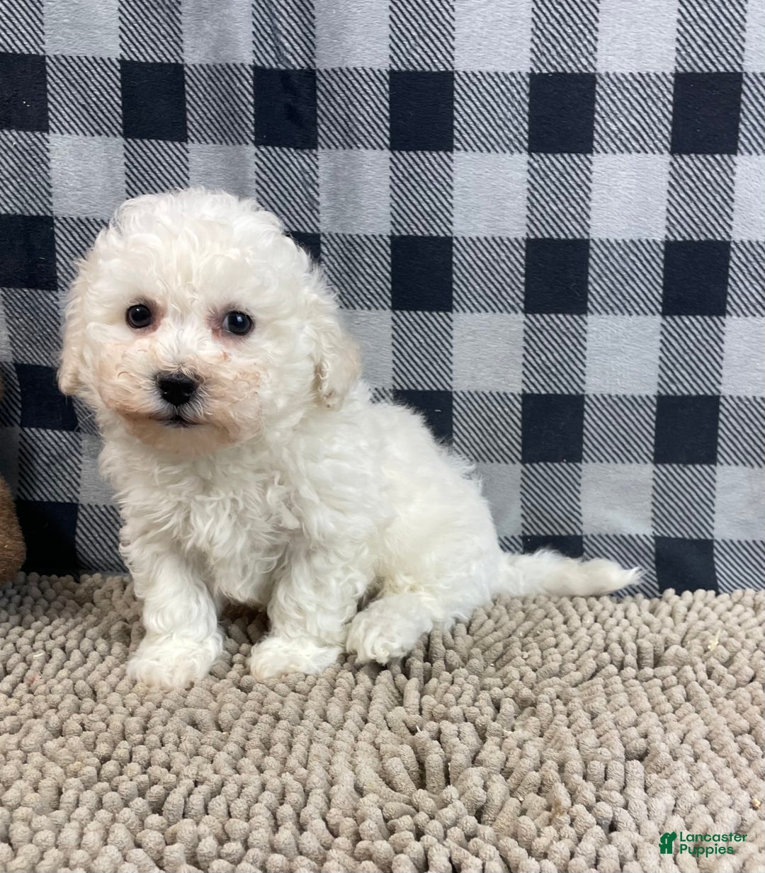 Bichon Frise dogs for sale: Bruce - Ad 4