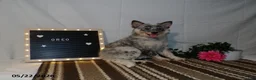 Australian Cattle Dog dogs for sale: Oreo - Ad 2