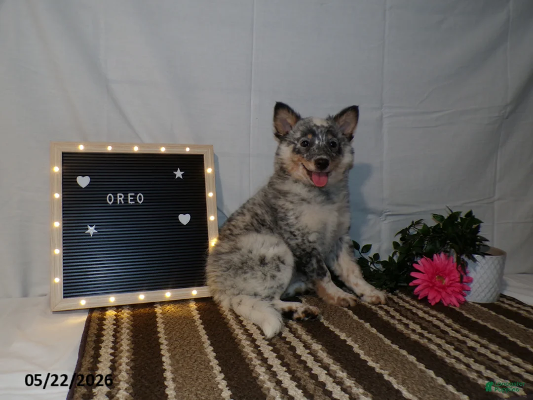 Australian Cattle Dog dogs for sale: Oreo - Ad 2
