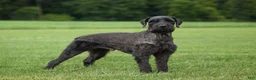 Giant Schnauzer dogs for sale: Olivia - Ad 8