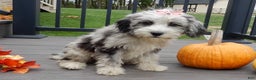 Sheepadoodle dogs for sale: Panda (medium) - Ad 8