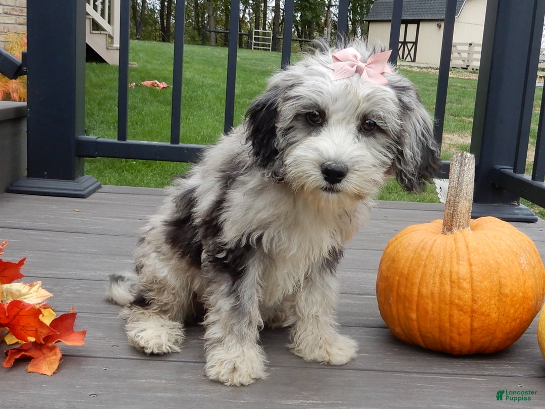 Sheepadoodle dogs for sale: Panda (medium) - Ad 8