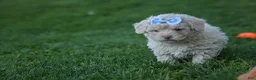 Havapoo dogs for sale: OLEN - Ad 9