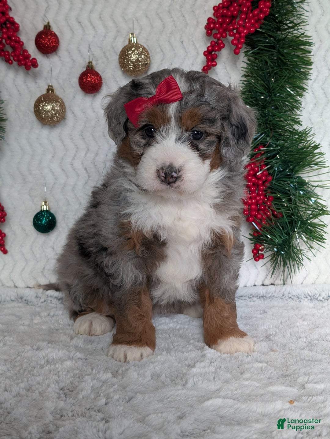 Mini Bernedoodle dogs for sale: Mini Opal  - Ad 17