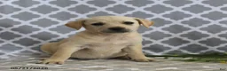 Mixed Breed dogs for sale: Renae - Ad 3