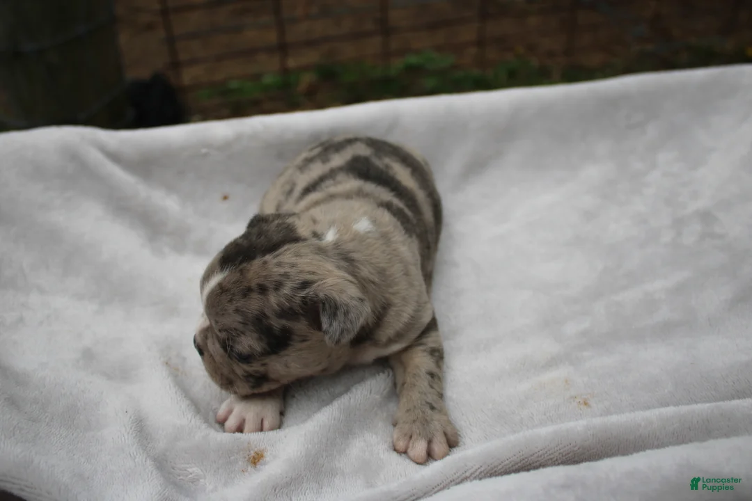 Frenchton dogs for sale: Angel - Ad 2