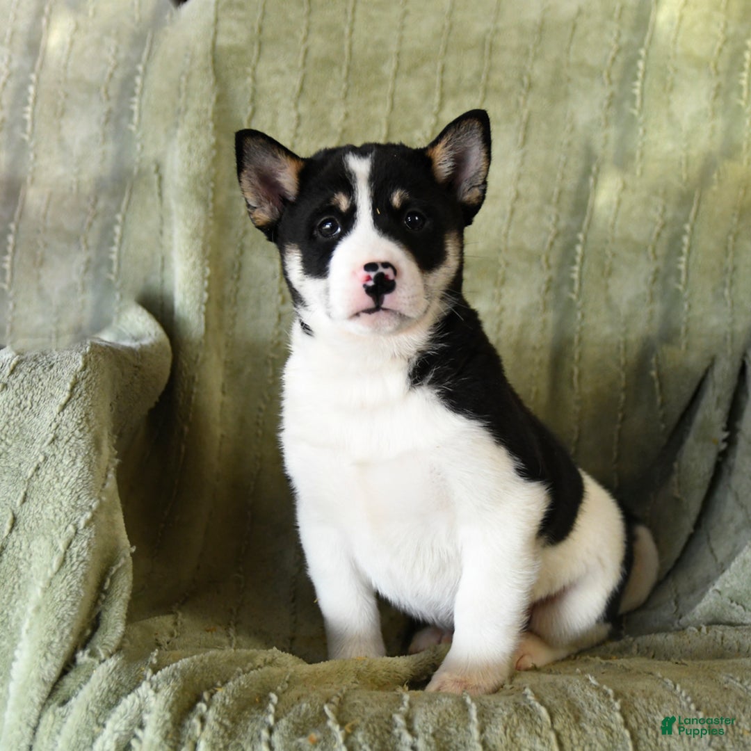 Mixed Breed dogs for sale: Snuffles - Ad 1