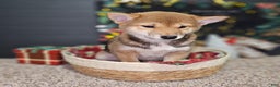 Shiba Inu dogs for sale: Mika - Ad 9