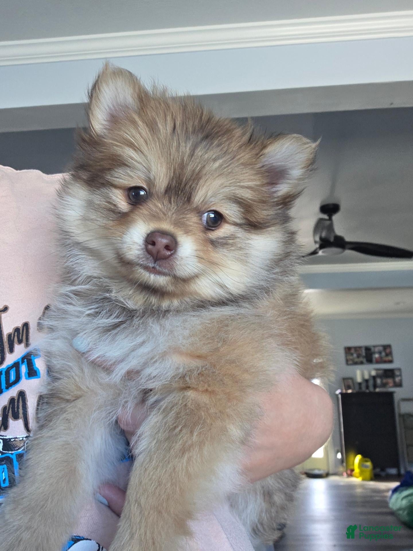 Pomeranian dogs Dyna - Ad 1