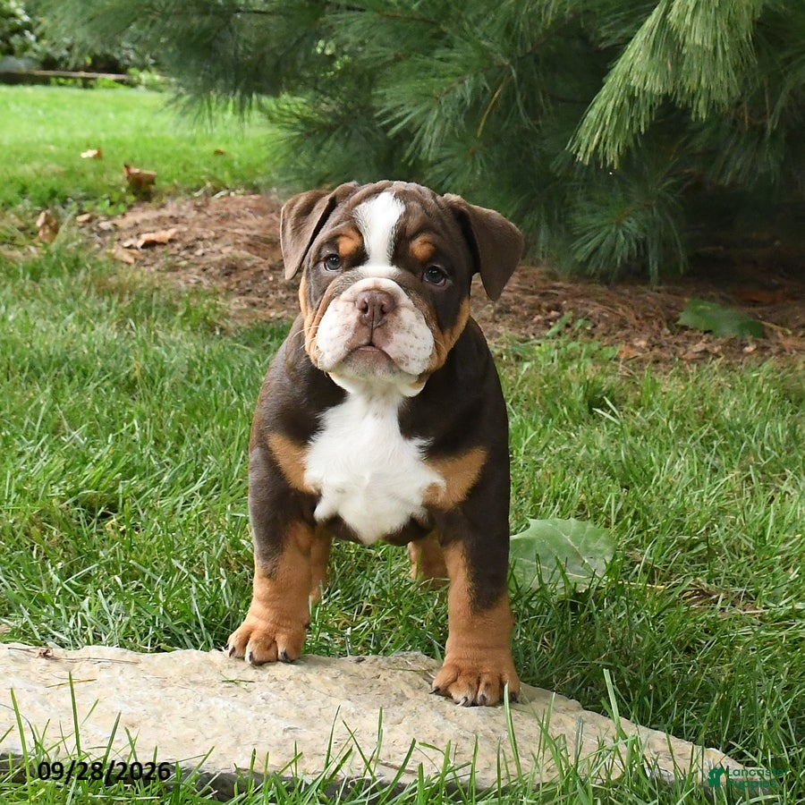 English Bulldog dogs Dreamer - Ad 2
