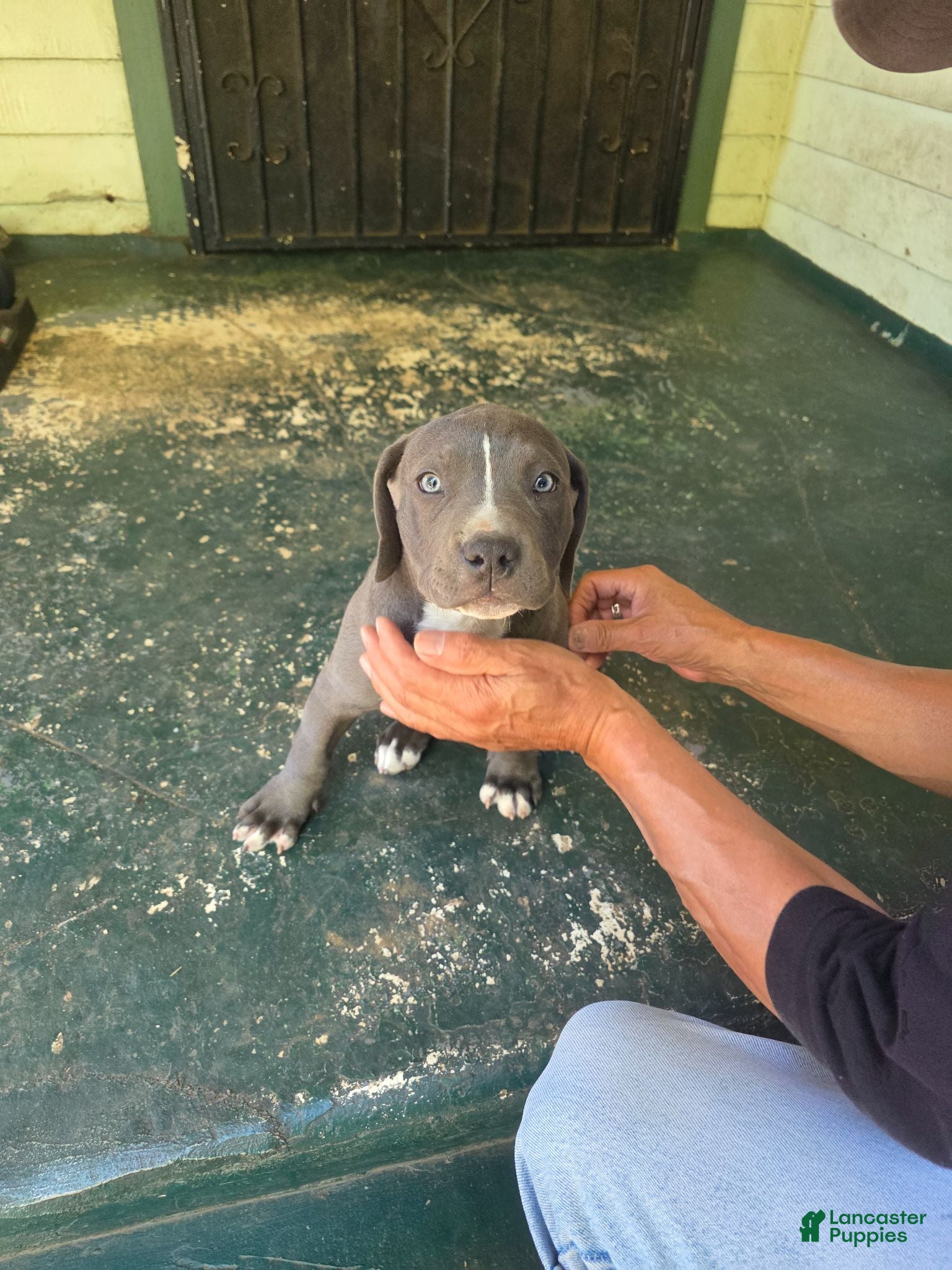 American Pit Bull Terrier dogs American Pit Bull Terrier 3 - Ad 2