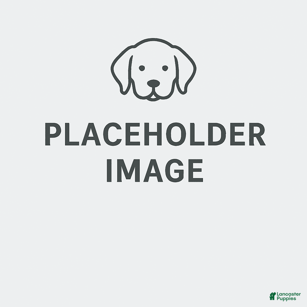 French Bulldog dogs Stella - Ad 10