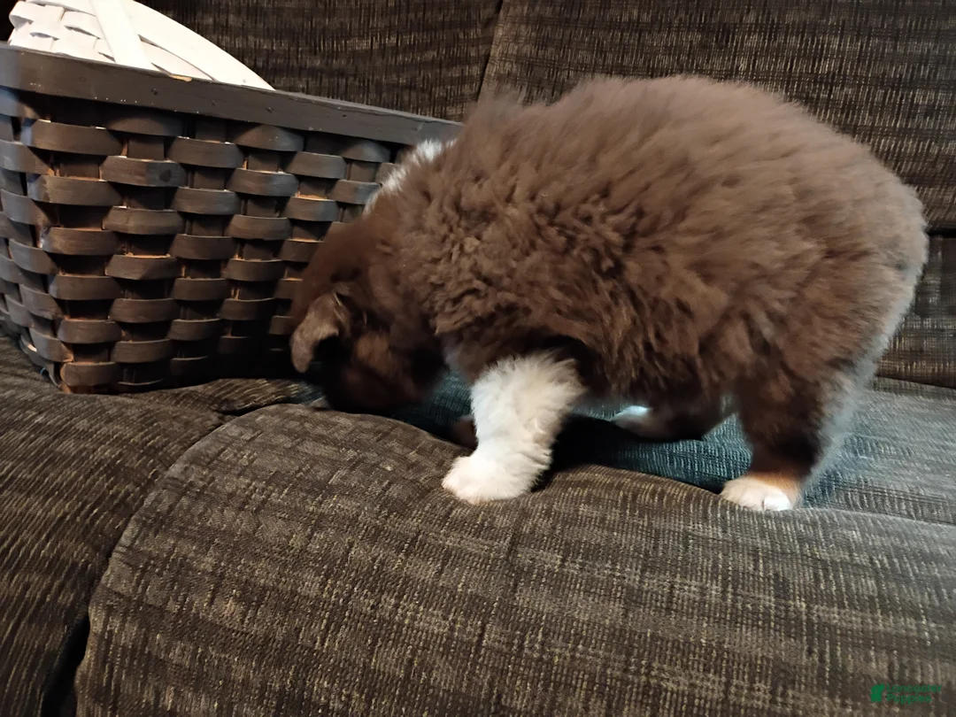 Australian Shepherd dogs for sale: Maverick - Ad 5