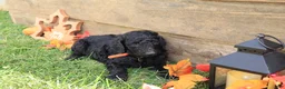 Standard Poodle dogs for sale: Luke - Ad 3