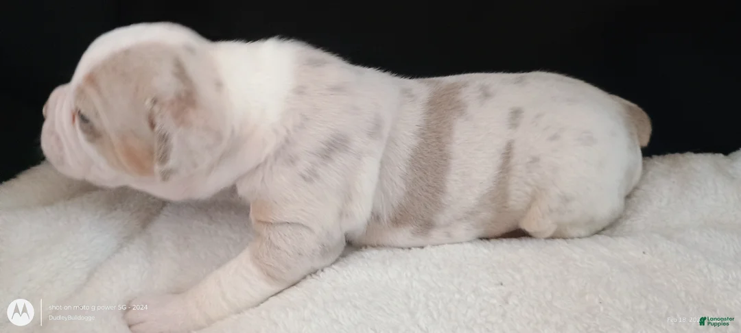 Olde English Bulldogge dogs for sale: Olde English Bulldogge Mani - Ad 3