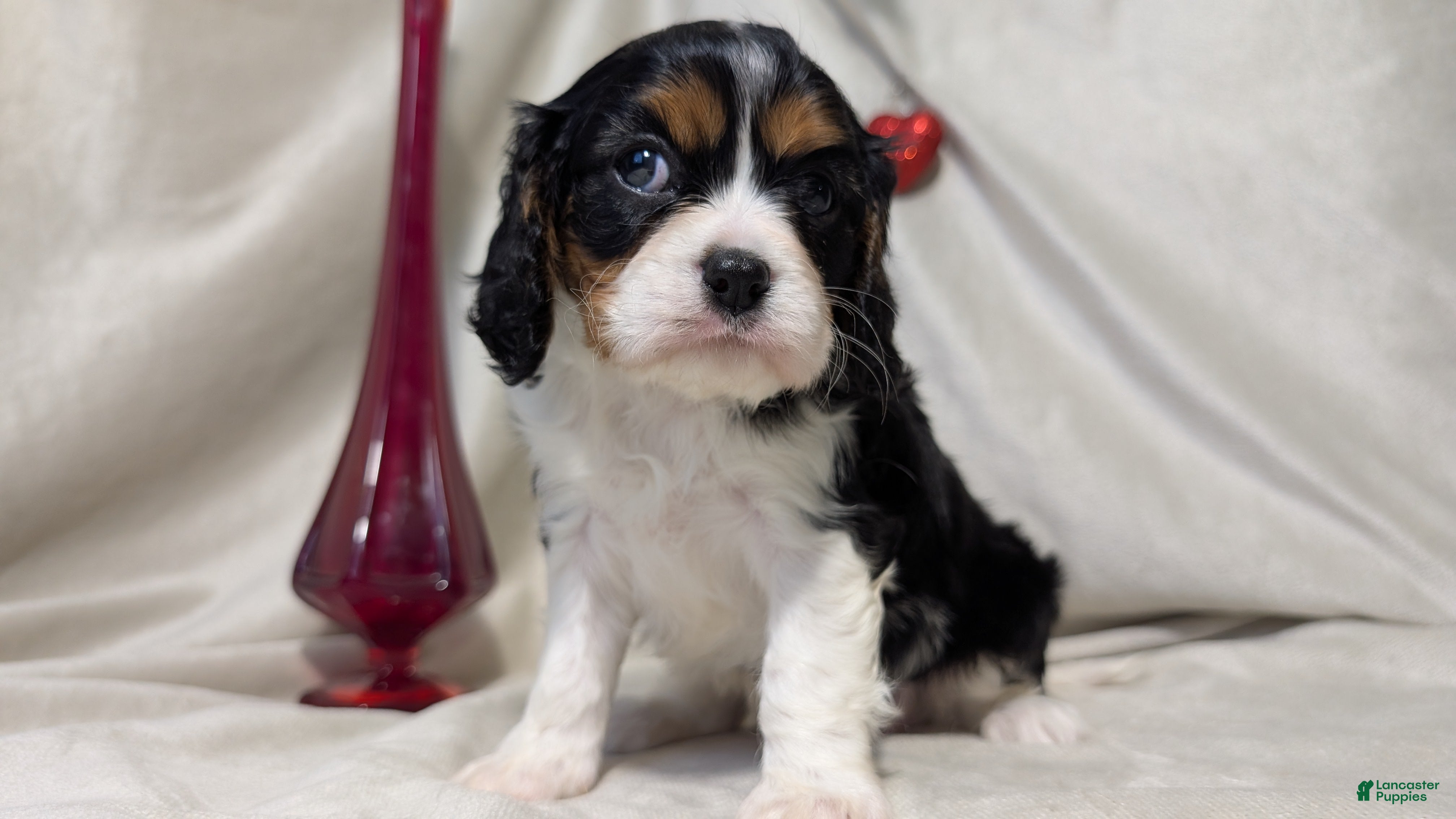 Cavalier King Charles Spaniel dogs Roscoe  - Ad 3