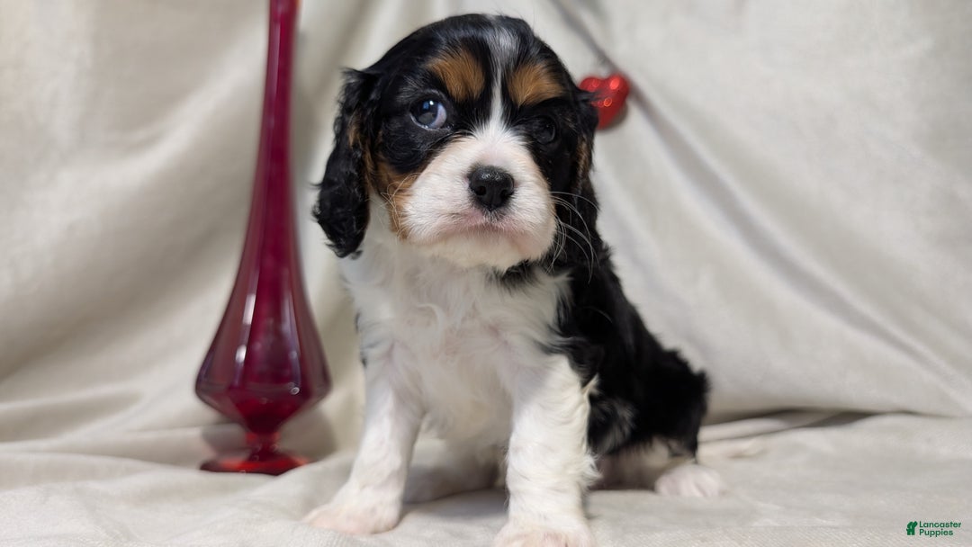 Cavalier King Charles Spaniel dogs for sale: Roscoe  - Ad 3