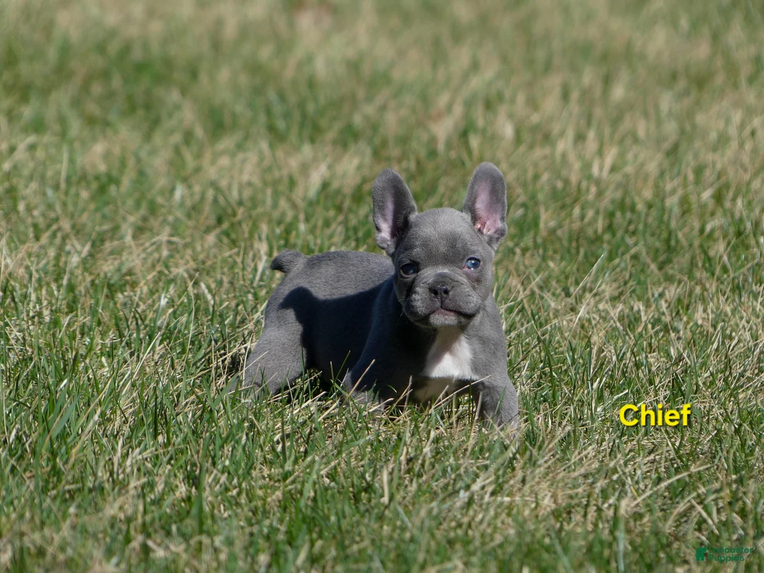 French Bulldog dogs for sale: Chief  - Ad 7