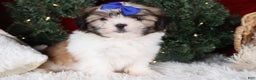 Shih Tzu dogs for sale: Jared - Ad 2