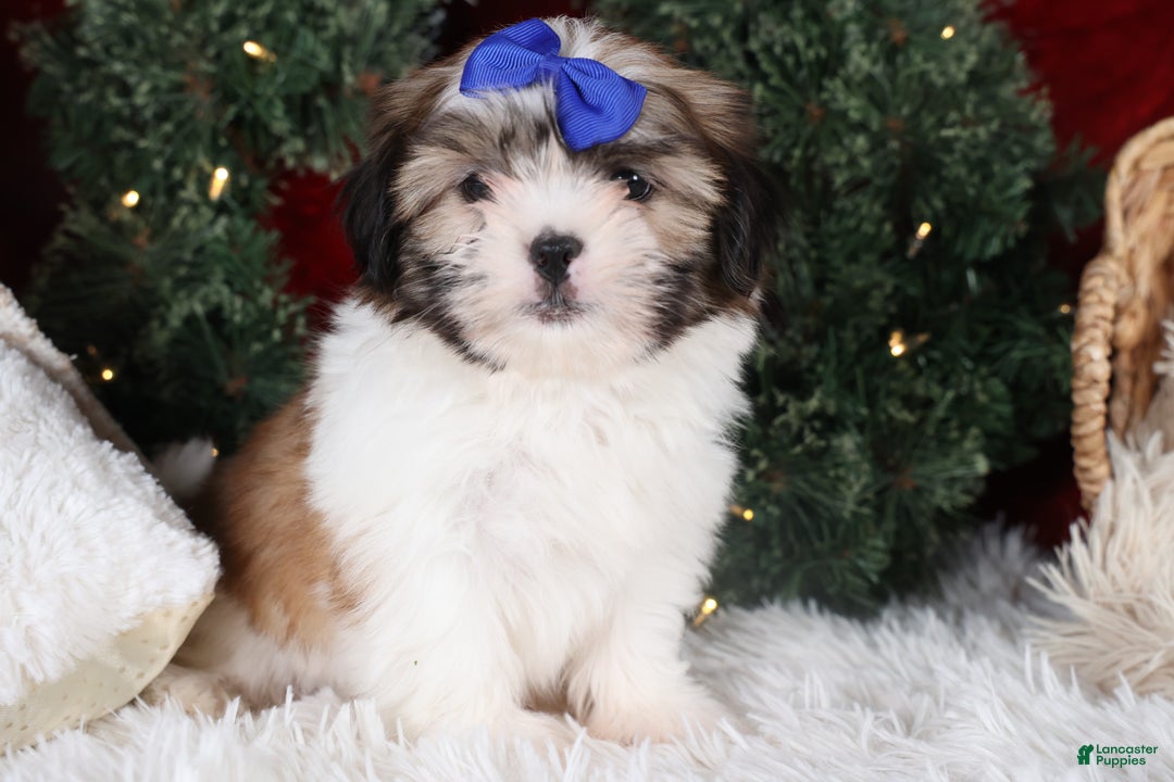 Shih Tzu dogs for sale: Jared - Ad 2