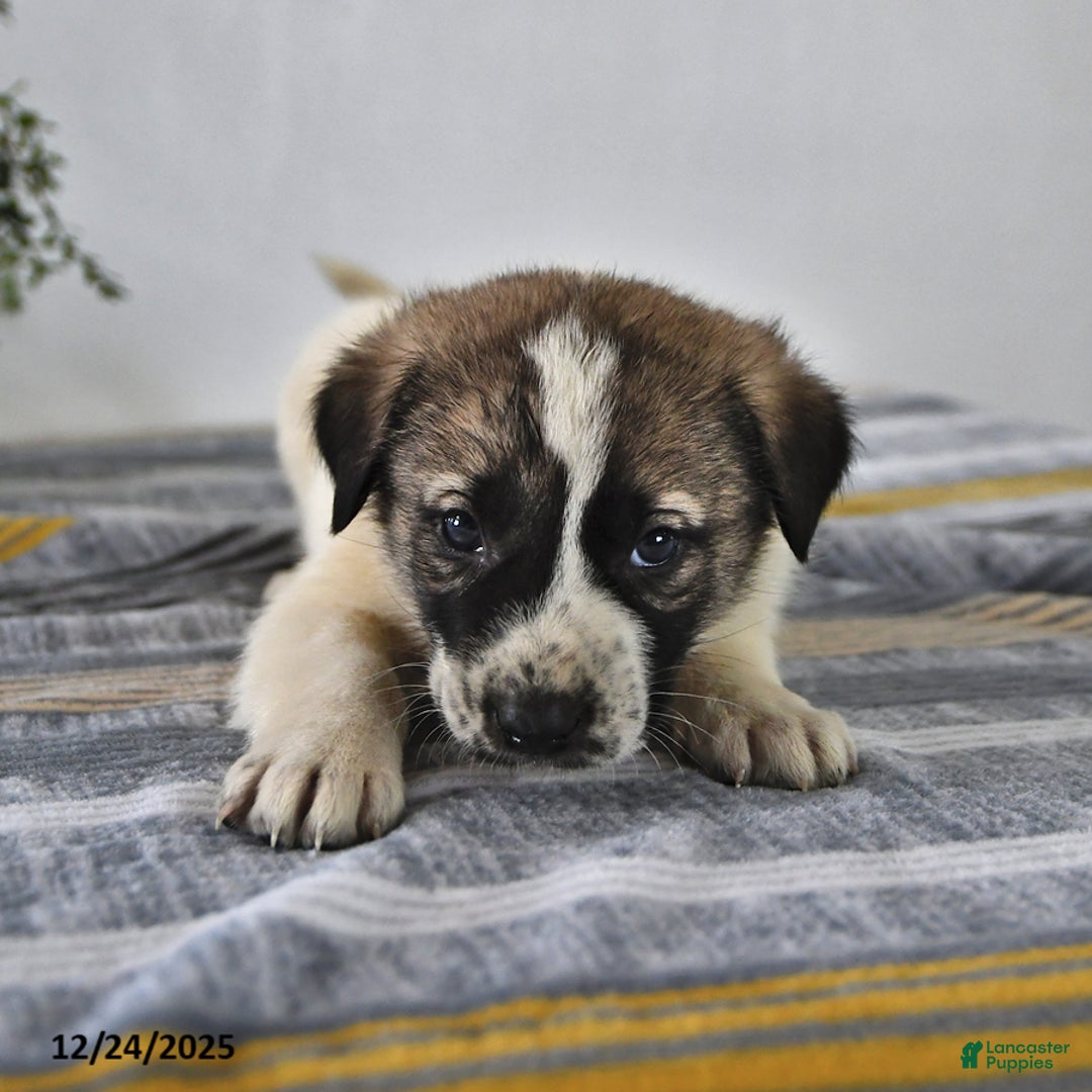 Mixed Breed dogs for sale: Max - Ad 2