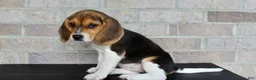 Beagle dogs for sale: Beauty - Ad 5