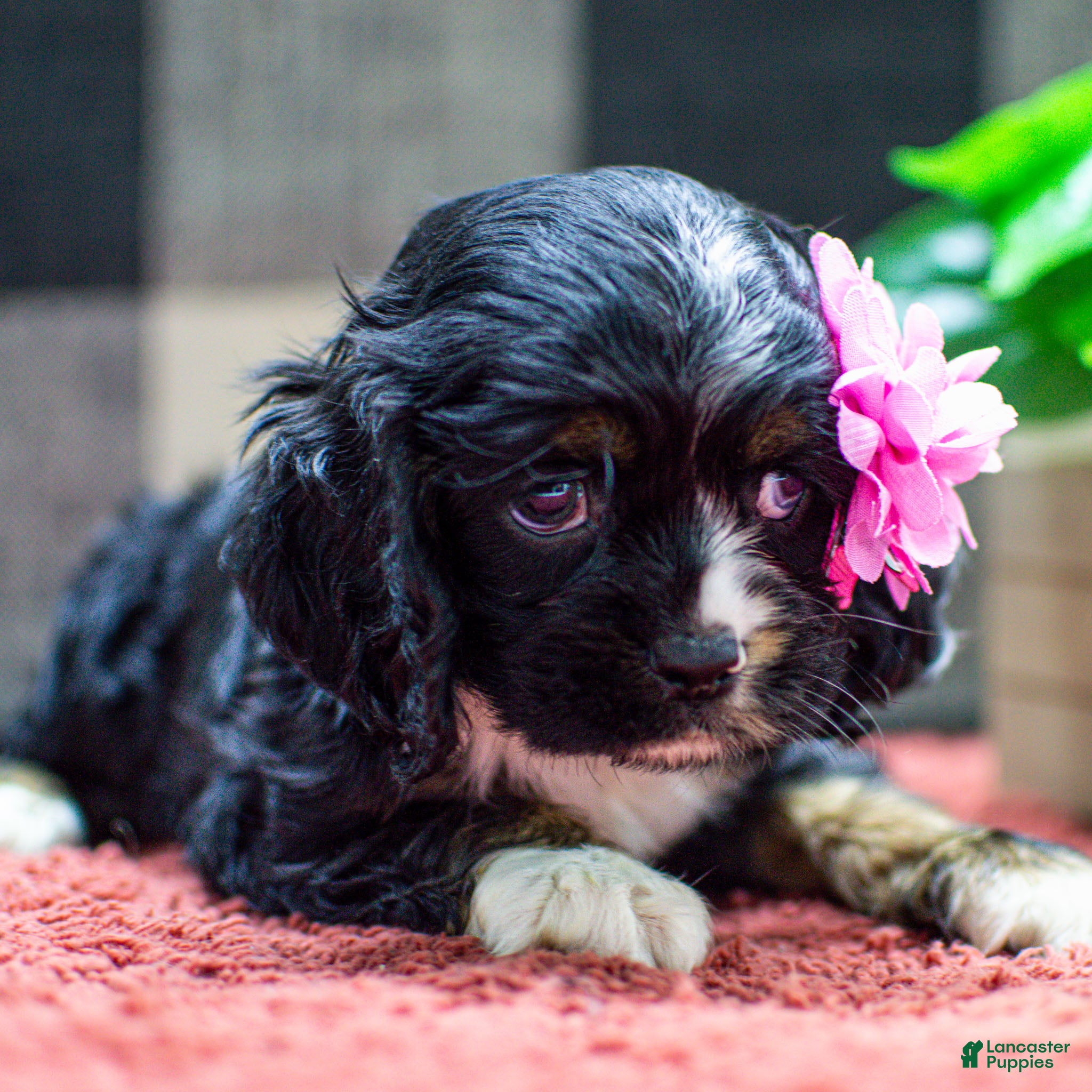 Cocker Spaniel dogs Tai Cocker Spaniel Puppy  - Ad 2